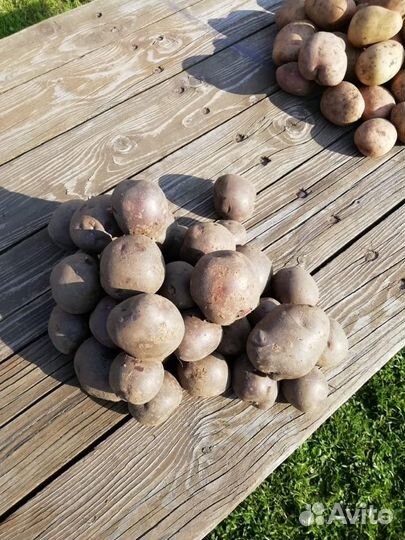 Продам домашний картофель