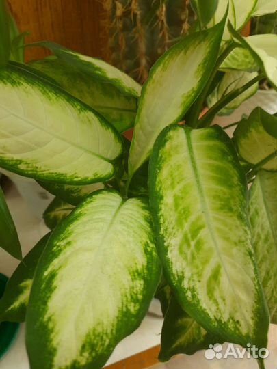 Диффенбахия Камилла