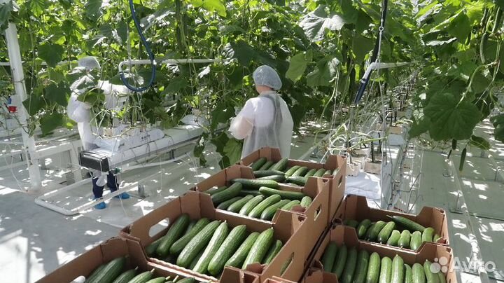 Разнорабочий вахта