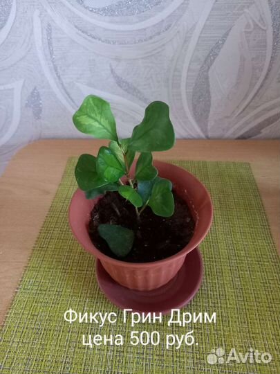 Фикусы сортовые