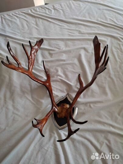 Рога оленя и лося