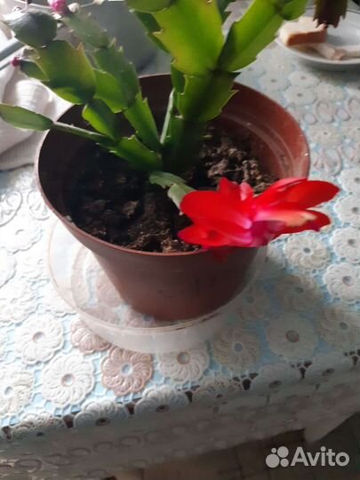 Декабрист,хлорофитум,колеус