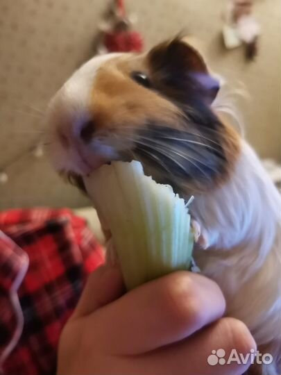 Морская свинка с клеткой