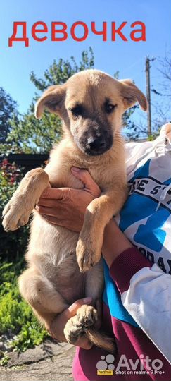 Левретка в добрые руки