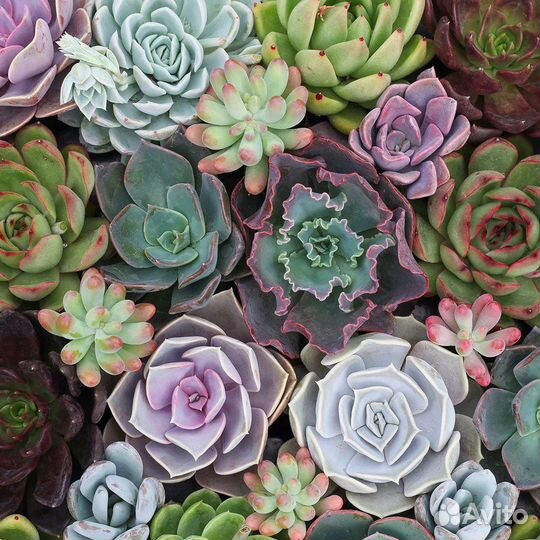 Суккуленты черенки Набором