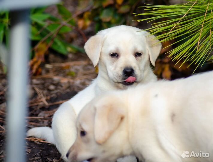 Продам щенков лабрадора