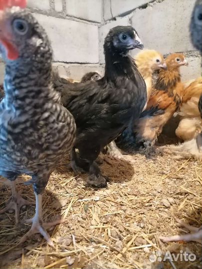 Цыпленок, доминанты, Брама