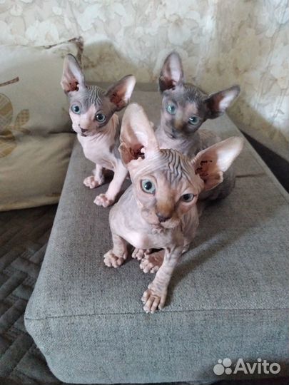 Канадский сфинкс котята