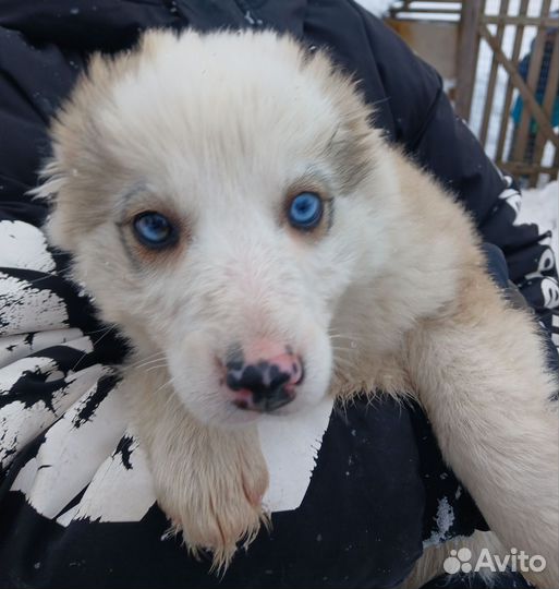 Собаки бесплатно в добрые руки