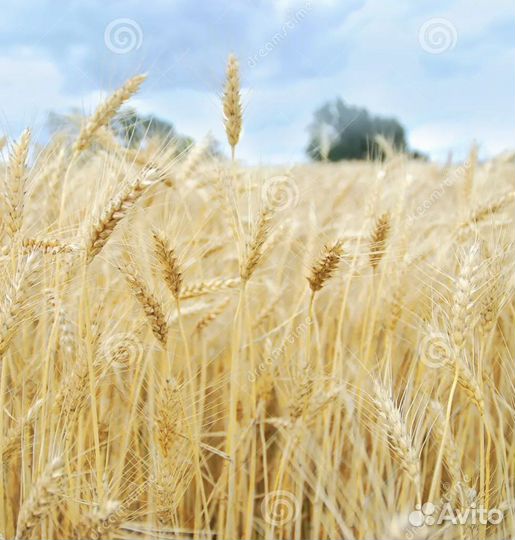 Зерно пшеница