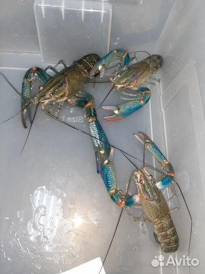 Семьи австралийского рака, мальк и подростки