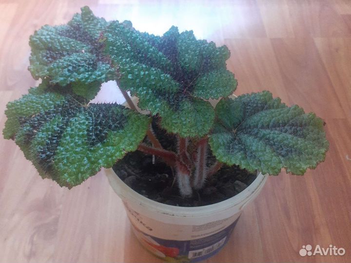 Бегония мэсона