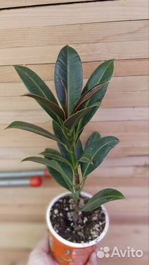 Фикус эластика мелани