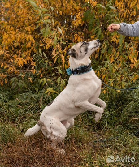 Собака в добрые руки
