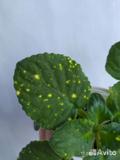 Фиалка шн-Космическая фея-ук. листы