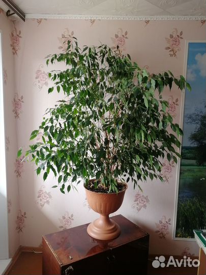 Фикус. Бесплатная доставка