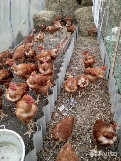 Куры голошейки