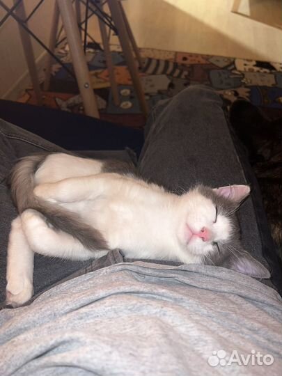 Котенок мальчик 3 месяца