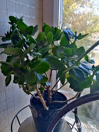 Аихризон (дерево любви и счастья), алоэ, каланхоэ