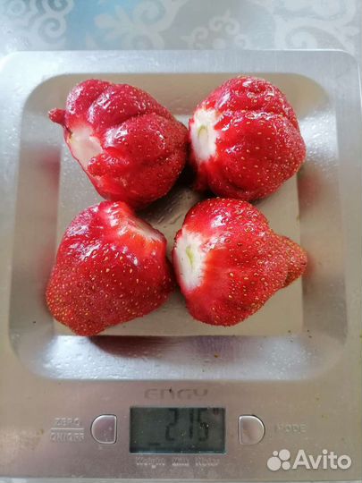 Сортовая клубника лучшие сорта