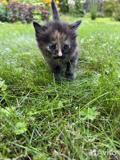 Пшистые котята