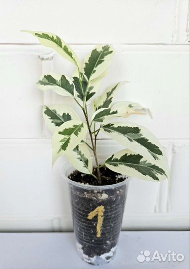 Фикус Де Гантель