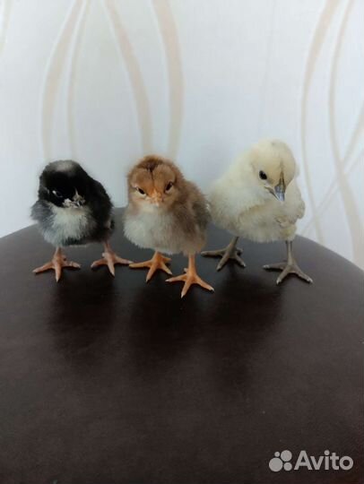 Петушки. Цыплята