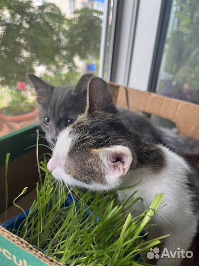 Котята в добрые руки 1 месяц