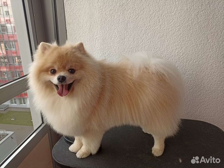 Груминг кошек и собак