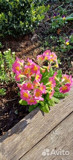 Многолетние растения для сада