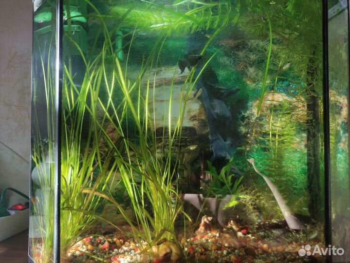 Аквариумные рыбки меченосцы