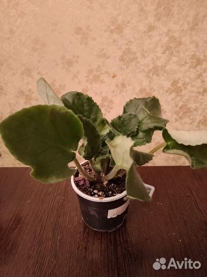 Комнатные растения цветы сортовые фиалки