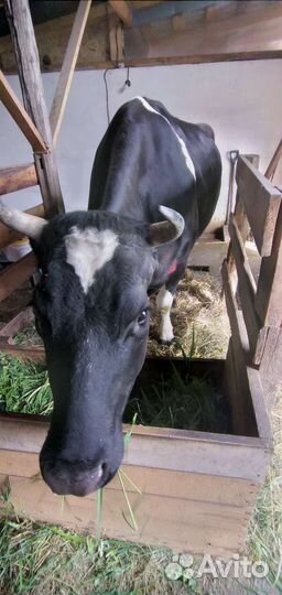 Корова дойная