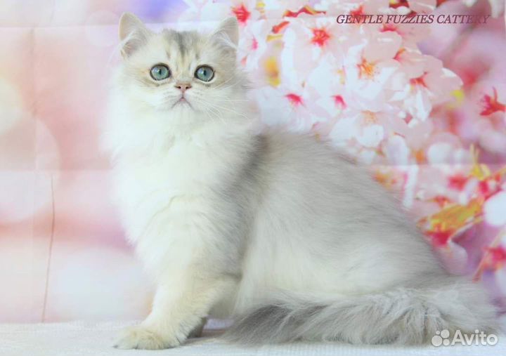 Британские котята