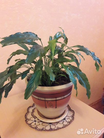 Домашние растения