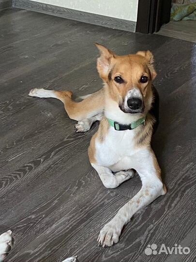 Собака в добрые руки