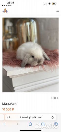 Мини кролики ручные