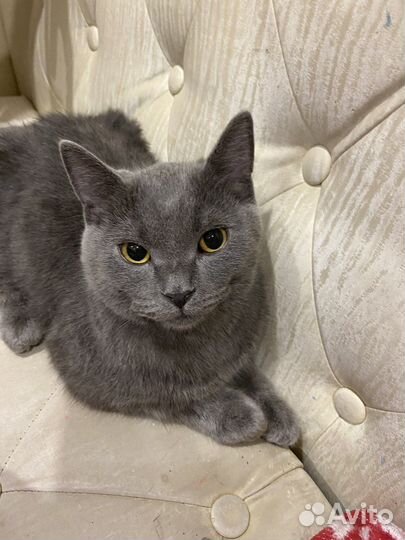 Шотладский кот отдам