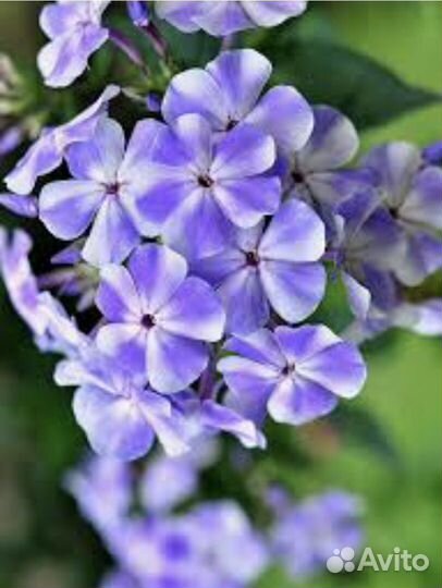 Флокс метельчатый Гжель