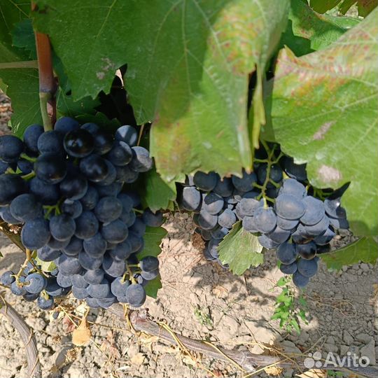 Виноград Молдова