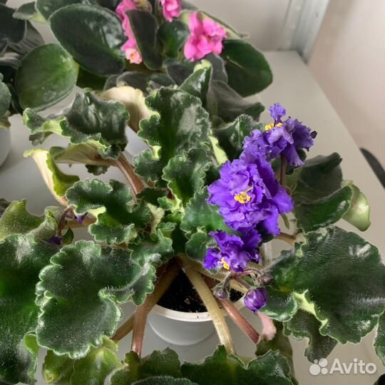 Комнатные цветы