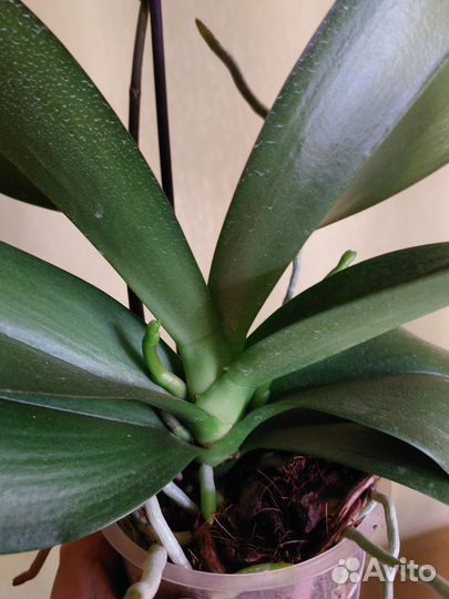 Орхидея фаленопсис