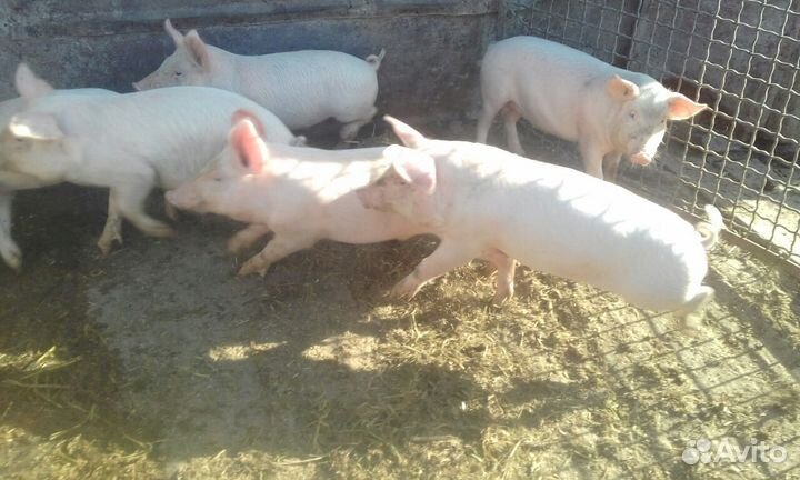 Продаются поросята