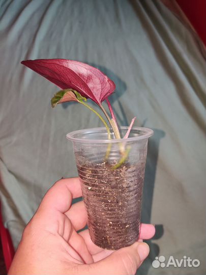 Сингониум эритрофиллум