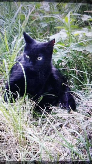 Кошечка черная