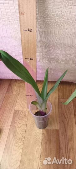 Орхидея Пафиопедилумы