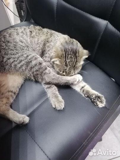 Отдам кошку в добрые руки вислоухая