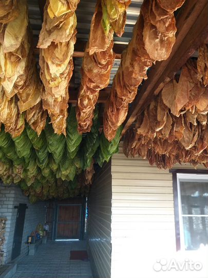 Семена табака