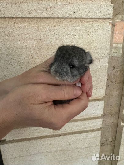 Продам шиншил