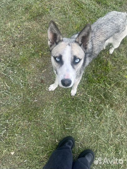 Хаски в добрые руки